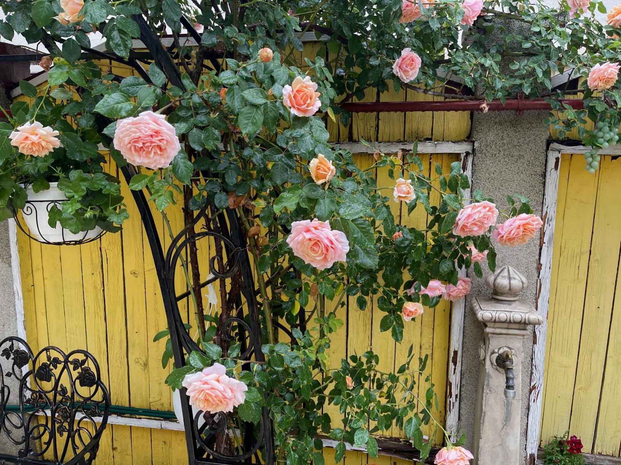 Charming In Near Airport Appartamento Bucarest
